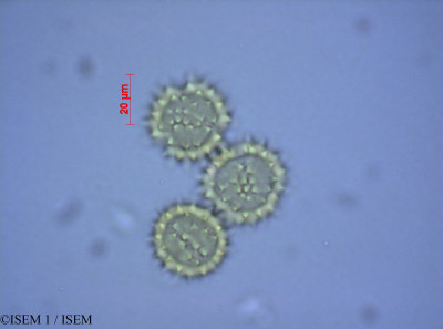 ISEM 1/Pulicaria_sicula_27006/Pulicaria_sicula_27006_0001(copy)_thumb.jpg